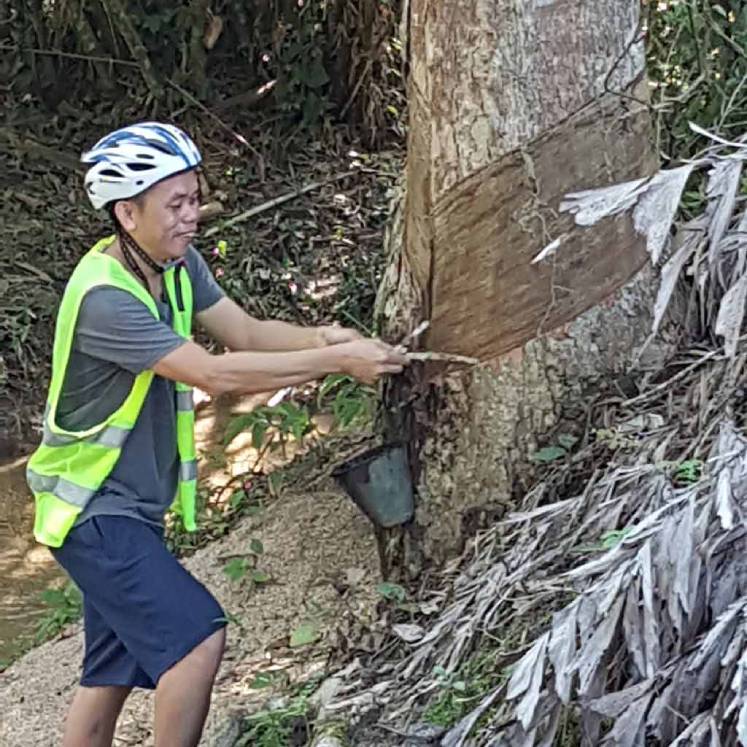 rubber tapping